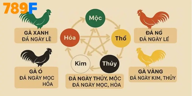 Gà Kelso - nguồn gốc, ưu – nhược điểm và cách nuôi chuẩn 2025 2 Bảng tham chiếu màu mạng gà đá theo ngũ hành
