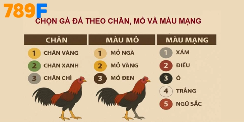 Gà Kelso - nguồn gốc, ưu – nhược điểm và cách nuôi chuẩn 2025 3 FAQs về “Màu mạng gà đá”