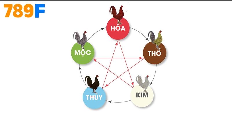 Gà Kelso - nguồn gốc, ưu – nhược điểm và cách nuôi chuẩn 2025 1 Màu mạng gà đá là gì?